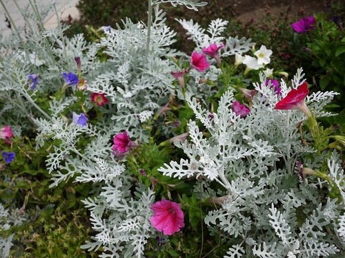 P1070356.jpg