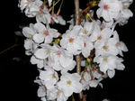 20080331ueno5.jpg
