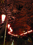 20080331ueno6.jpg
