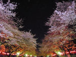 20080331ueno8.jpg