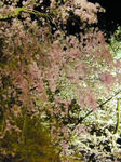 20080331ueno9.jpg