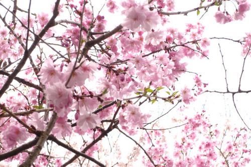 20110410sakura01.jpg