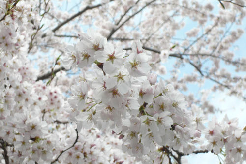 20110410sakura02.jpg