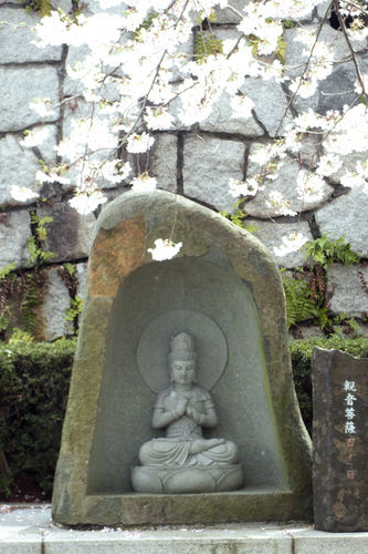 20110410sakura03.jpg