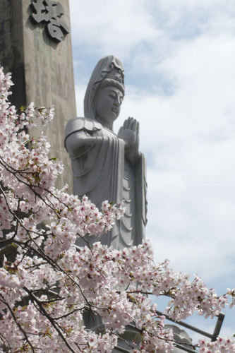 20110410sakura04.jpg