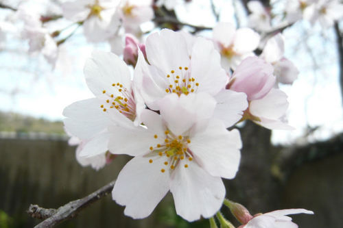20110410sakura05.jpg