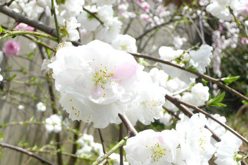 20110410ume02.jpg