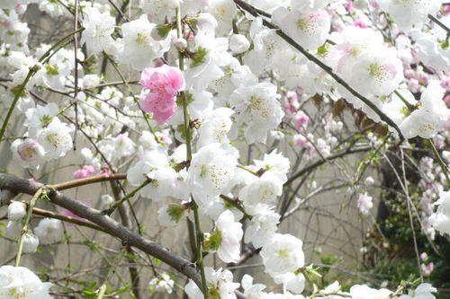 20110410ume03.jpg