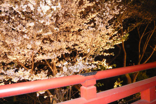2011sakuraueno01.jpg