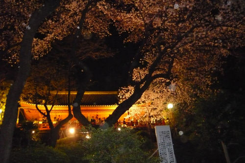 2011sakuraueno02.jpg