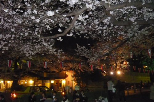 2011sakuraueno03.jpg