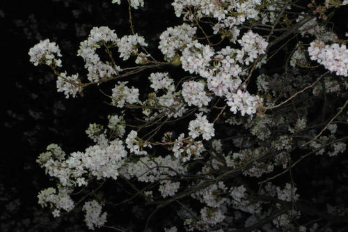 2011sakuraueno04.jpg