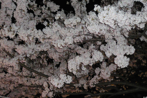 2011sakuraueno07.jpg