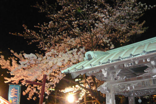 2011sakuraueno08.jpg