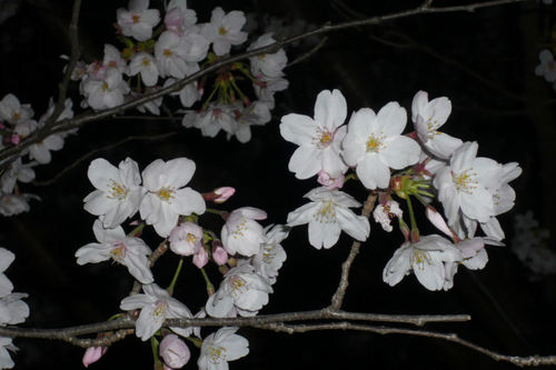2011sakuraueno09.jpg