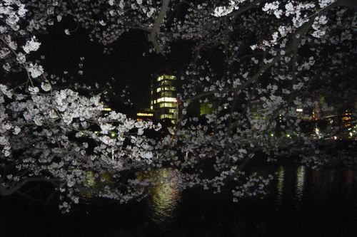 2011sakuraueno10.jpg
