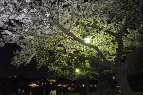 2011sakuraueno11.jpg