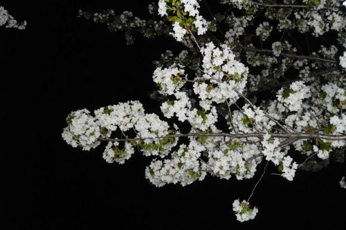 2011sakuraueno12.jpg