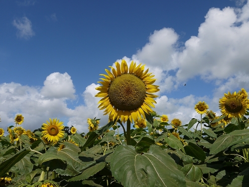 P1080550.jpg