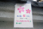 jyugatuzakura02.jpg