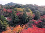 kiyomizu4.jpg