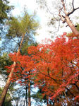 nanzenji3.jpg