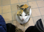 supa-neko2.jpg