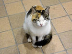 supa-neko4.jpg